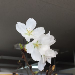 さくらｱｯﾌﾟ